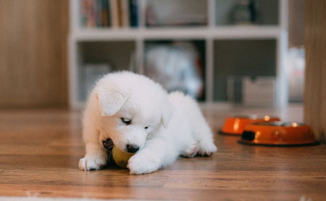 white dog on pet-friendly flooring